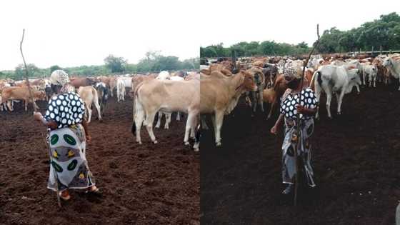 Photos show successful female herdsman people cannot stop talking about (see her cows)