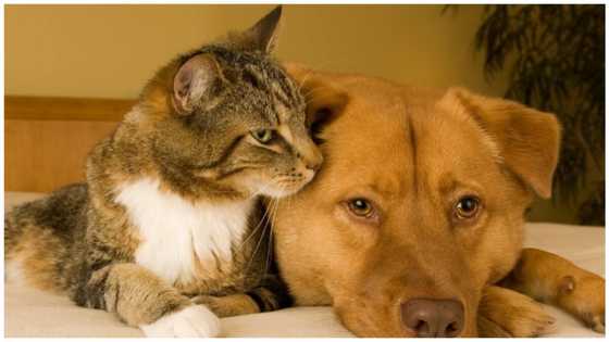 Dog sleeping with human video: What Nigeria law says about sleeping with animals, and other important things you should know