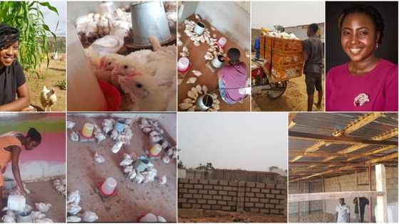 Social media is wowed as Nigerian lady who started poultry farm from 1 room becomes successful, shares her success secret a year later (photos)