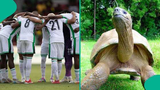 South Africa vs Nigeria: 196-year-old tortoise predicts outcome of big WCQ
