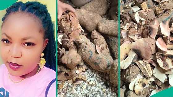 Nigerian lady who bought plenty yams in market discovers they're all rotten inside, video trends
