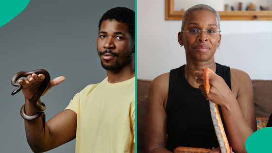 2026: Nigeria records 43,000 snakebites yearly amid antivenom shortages