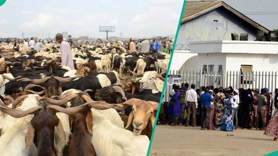 Eid al-Adha: Nigerian bank subsidises ram sales, residents rush to buy for N20,000