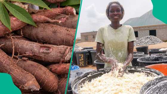 How FG plans to drive industrialisation of cassava for higher value