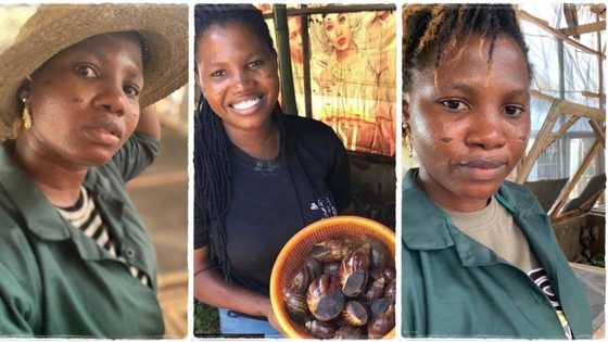 "Snail farming is a goldmine": Graduate of Ibadan Polytechnic starts snail farm, becomes successful