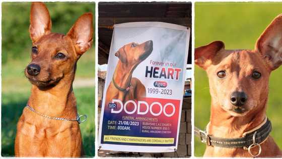 "Forever in our hearts": Dog born in 1999 dies in 2023, its owner mourns and organises burial ceremony