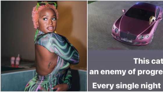 “Run o”: Nigerians share funny reactions as DJ Cuppy posts photo of cat that disturbs her every night