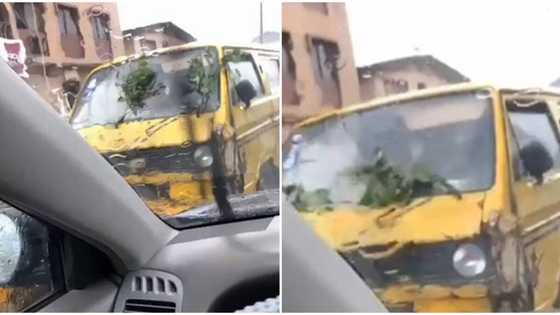 Nigerian driver uses tree branches to make car wipers, video shows it on Danfo bus in Lagos