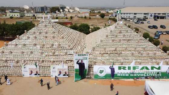 3 months after Buhari unveiled largest rice pyramid in Africa, Nigeria resumes rice import from neighbours