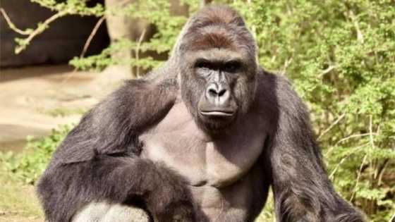 An kama ma'aikacin gidan 'Zoo' da ya yi wa goggon biri ciki, ya fadi dalilinsa