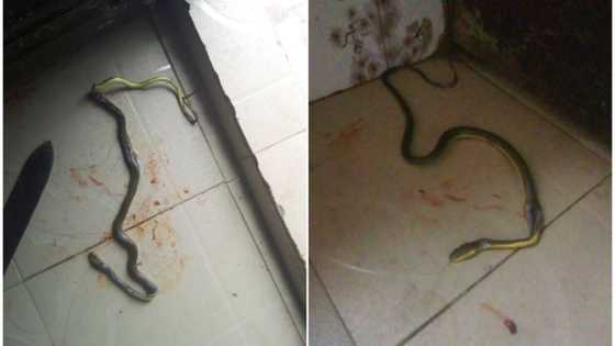 Almost same spot: Mysterious snake visits home a month after first reptile invasion, family shares photos