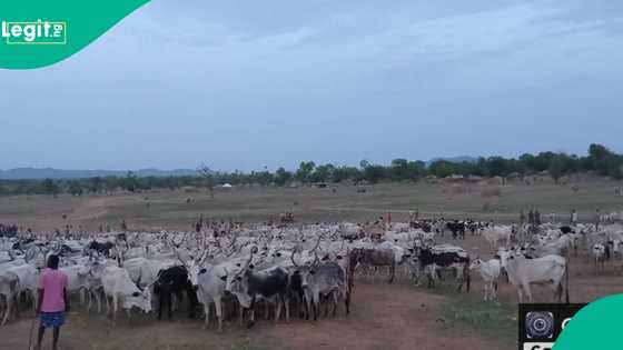 'Yan bindiga sun tarwatsa Fulani makiyaya da harbi, an sace shanu 168 a Filato