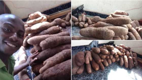 Accidental farmer: Young Nigerian showcases his massive yam harvest after planting seedlings due to boredom (see photos)