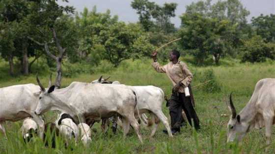 Fulani Makiyaya Sun Kutsa Kai Makarantar Sakandire, Sun Ji Wa Malamai da Ɗalibai Munanan Raunuka