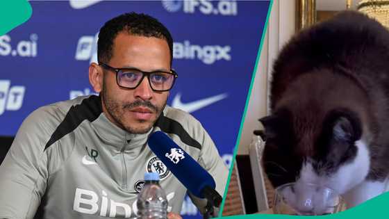 Brighton vs Chelsea: Mysterious cat predicts result of Premier League match