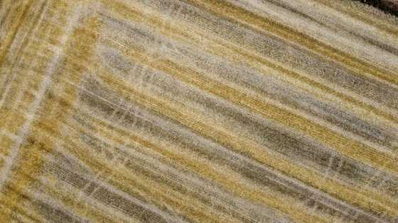 EU plan to end Russian fertiliser imports unsettles farmers