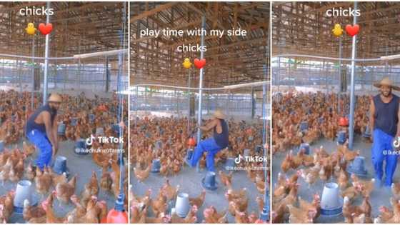 “Chilling With Babes”: Happy Nigerian Man Dances for His Chickens in Video, Flaunts Big Poultry