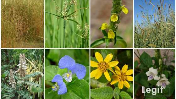Top 20 common weeds in Nigeria every citizen should know