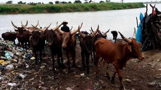 Just in: 32-year-old herdsman sentenced to life imprisonment in southwest state, here's what he did