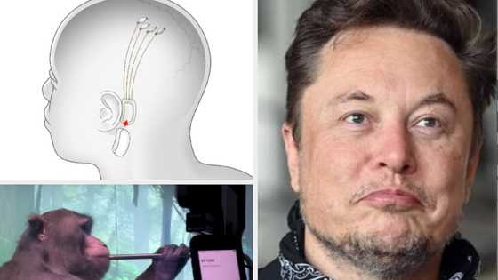 Elon Musk reveals microchips for human brains ready by 2022, demonstrates how it will work