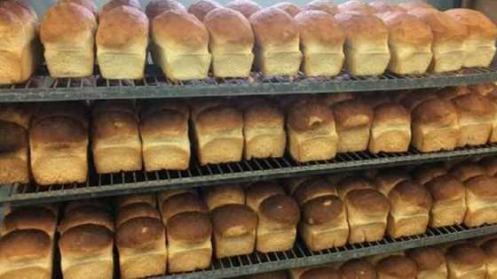 Za a fara biyan haraji kan ko wane burodi a Jihar Kogi