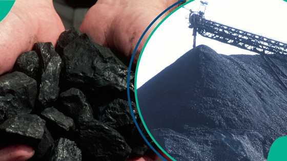 The invisible commodity: Why charcoal is not on Nigeria’s economic map, CEO explains