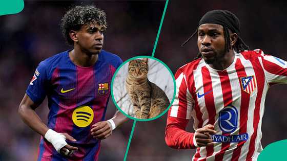 Mysterious cat predicts result of Barcelona vs Atletico Madrid UCL quarter-final clash