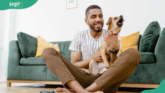 When is National Dog Day in 2025? Date, history, significance and activities
