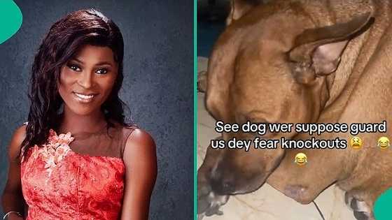 Lady laments as dog she bought for protection trembles after hearing knockout sound in video