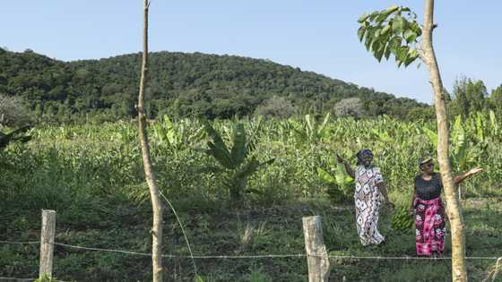 Global race for rare earths comes to Kenya's Mrima Hill