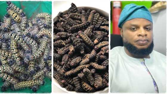 "Very delicious": Nigerian man harvests edible larvae from shea tree, posts photos of delicacy on Twitter