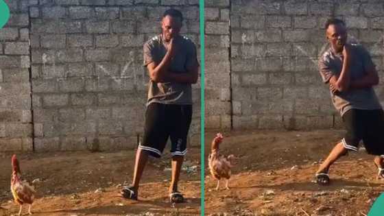 Man with skills falls like Jackie Chan, catches chicken standing by his side with the speed of light