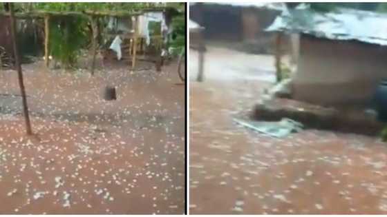 Nigerian man surprised as 'snow' drop down from the sky in his Edo home, viral video stirs massive reactions
