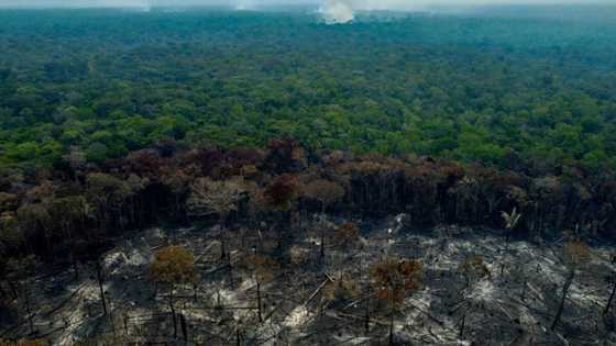 Deforestation in Brazilian Amazon halved in 2023