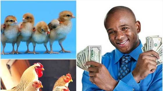 Poultry business: best breeds of broiler chicken in Nigeria