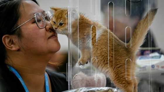 Off leash: China's pet industry shines in ailing economy