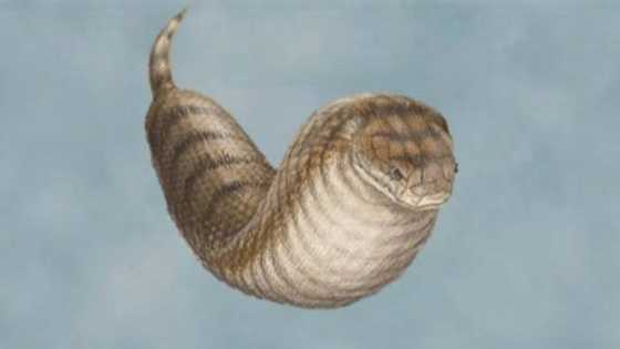 The reality vs claims about the Tsuchinoko