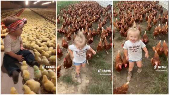 "They grew up with her": Baby confidently plays with chickens in big poultry, they follow her like humans