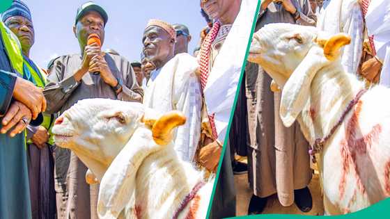 Talakawa sun saya wa shugaban gwamnonin Arewa ragon layya a Gombe