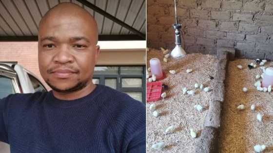 Young teacher explores another way of making money outside classroom, starts poultry business