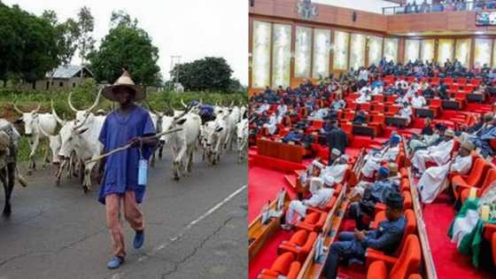 Flush them out: Senate kicks against criminal herdsmen, tells Buhari to issue executive order