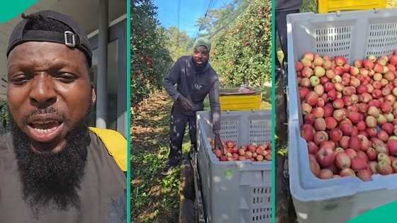 "15 years": Man who has been working abroad as fruit picker shares reason for choosing job