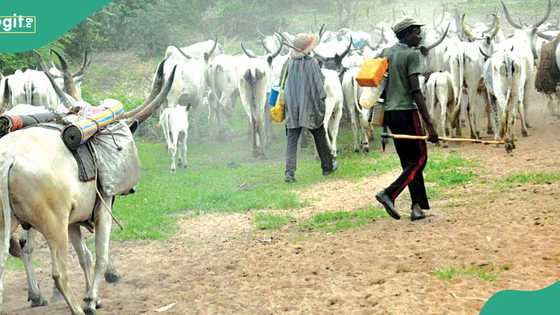 Tension as gunmen kill 37 cows in Plateau community
