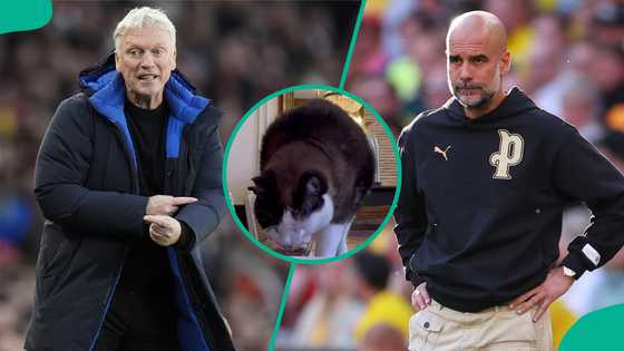 Mysterious cat predicts Everton vs Manchester City as Premier League title race intensifies