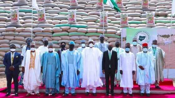 Pyramids of lies: PDP gives name to Buhari's rice unveiling in Abuja