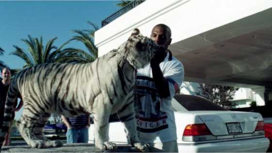 Boxing legend Tyson narrates awful ordeal that happened when a woman jumped his fence to face his 3 tigers