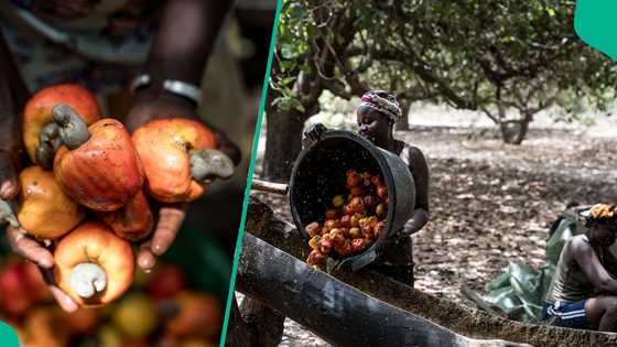 NCAN mentions amount Nigeria can earn yearly from cashew industry