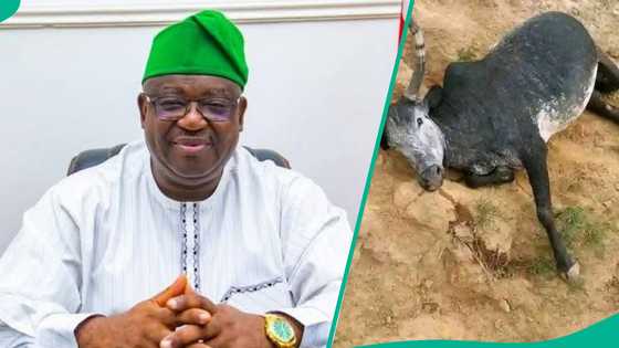 An kuma: Aƙalla shanu 18 suka mutu bayan cin guba a wata gona a Plateau