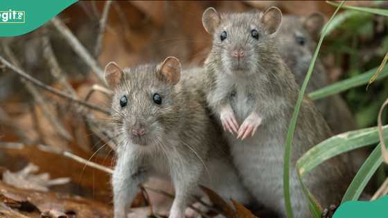 Hantavirus: Everything to know about the deadly infection with no known cure
