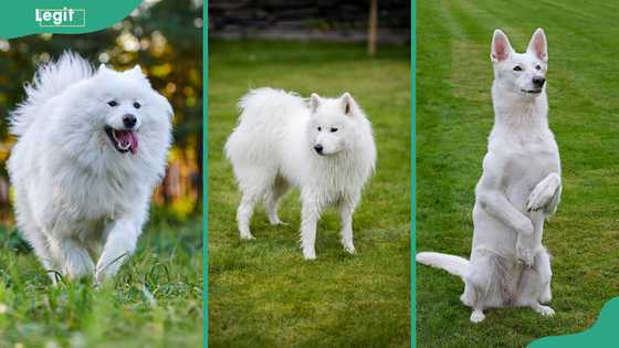 14 best white dog breeds: the most adorable white-coated pups